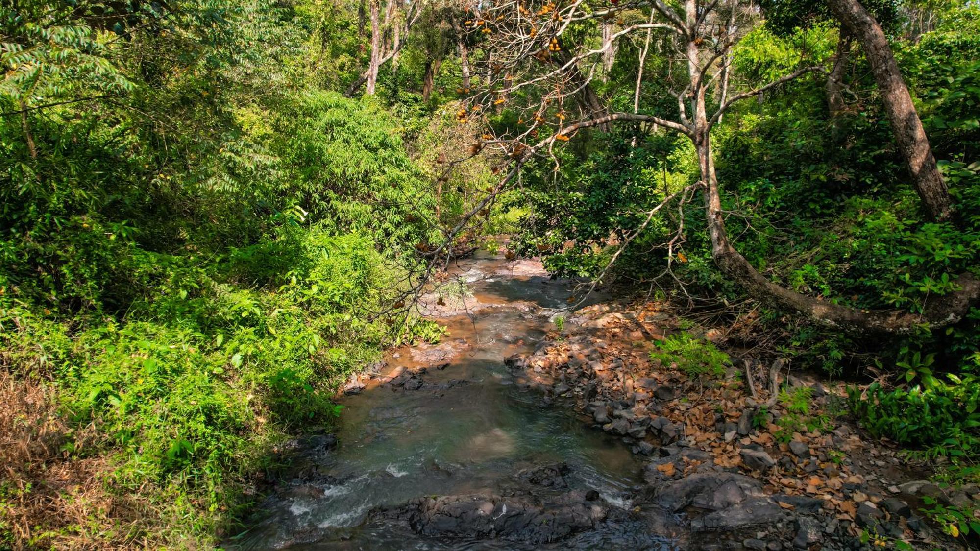 Kingmaker'S Plantation With River Stream Мадикери Екстериор снимка